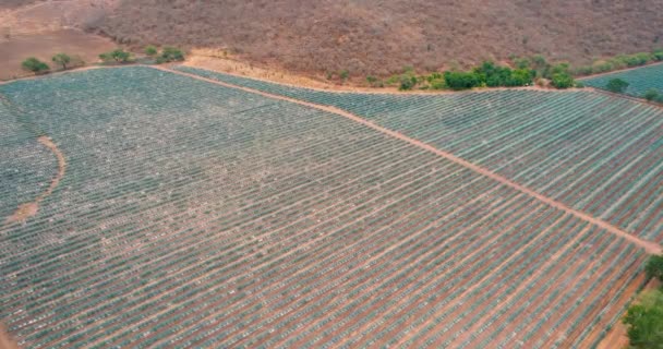 Plantación Agave Azul Campo Para Hacer Vista Aérea Tequila — Vídeos de Stock