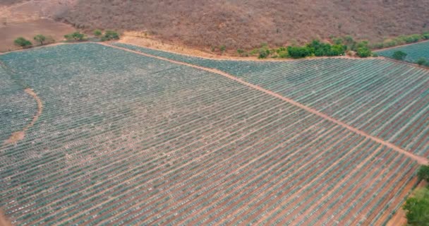 Plantação Agave Azul Campo Para Fazer Vista Aérea Tequila — Vídeo de Stock