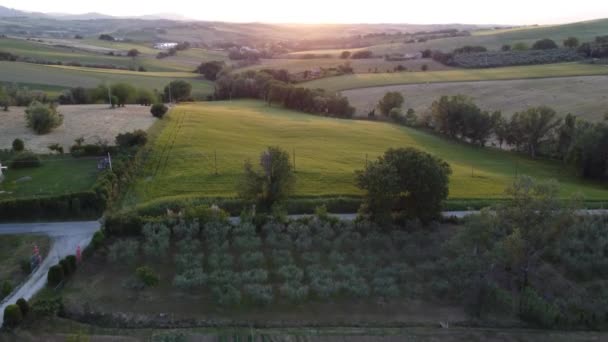 Drone Footage Green Field Sky Sunset — Wideo stockowe