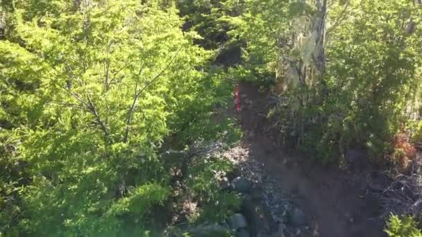 Aerial View People Trail Running Path Lush Green Forest — Video Stock