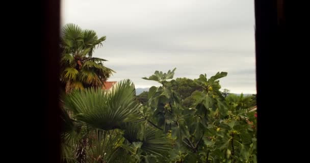 クロアチアの窓から見える悲観的な日の緑のイチジクの木や植物の景色 — ストック動画