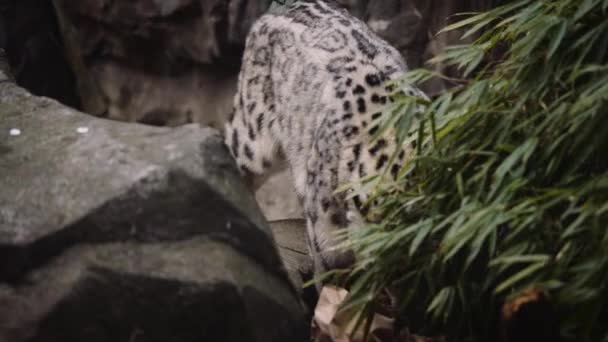 Snow Leopard Walking Central Park Zoo New York City — Video