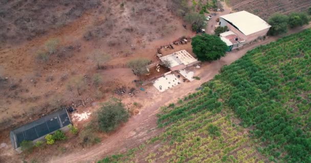 Aerial View Cow Calf Farm Rural Life — Video