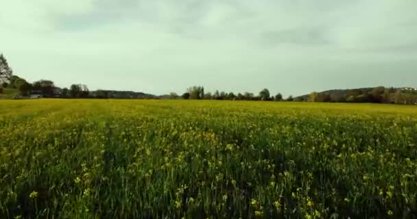 High Speed Drone Footage Field Yellow Flowers Bavaria Germany — Wideo stockowe