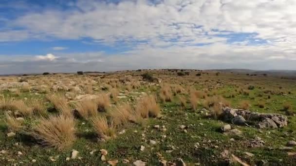 Excited Dog Running Camera Happily Sunny Field Lush Grass Bright — Vídeos de Stock