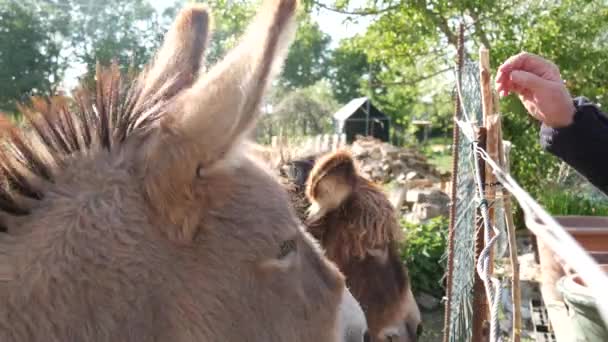Feeding Adorable Donkeys Pasture — Stock video