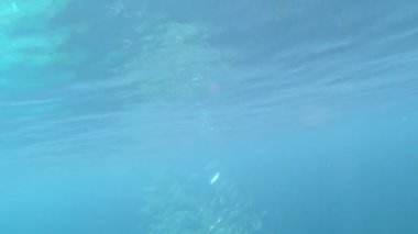 A school of shiny fish swimming underwater on the coast of North Bali