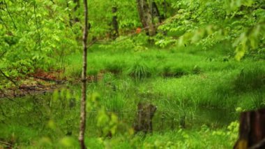 A beautiful shot of the green grass in a forest with reflection in a lake