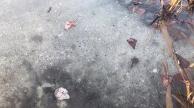 dry leaves floating on the surface of the water above the ice closeup