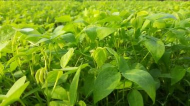 Macrotyloma uniflorum plant It is a Pulse plant