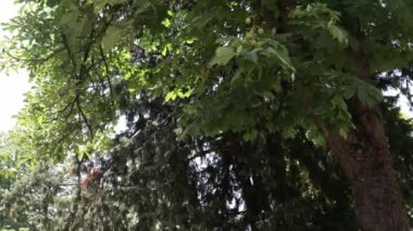 A low angle footage of Horse Chestnuts leaves being blown by wind