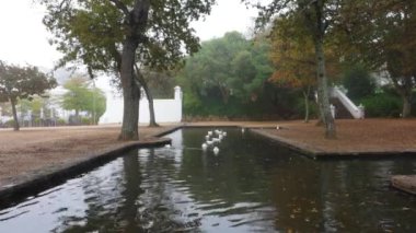 White ducks in a pond in Groot Constantia Wine Farm, Cape Town, South Africa