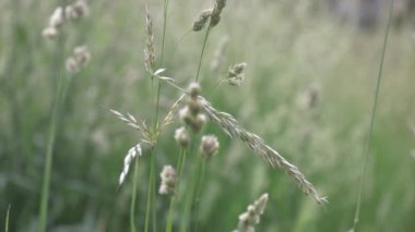 A closeup shot of a grass and plant on a meadow