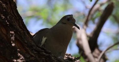 An HD of a mourning dove (Zenaida macroura) perched on the tree