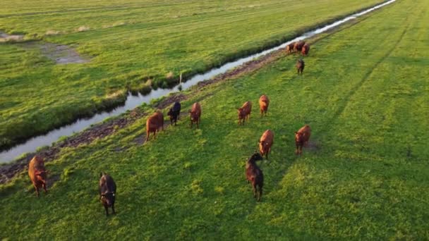 Aerial View Pasture Cattle Grazing Bremen Germany — 비디오