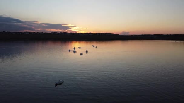 Зграя Лебедів Плаває Спокійному Озері Навпроти Села Сільській Місцевості Під — стокове відео