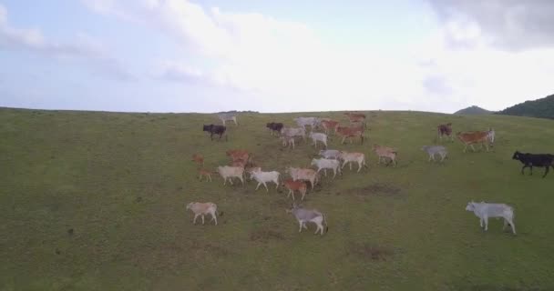 Drone Footage Herd Cows Walking Meadow Mountainous Area — Stock video