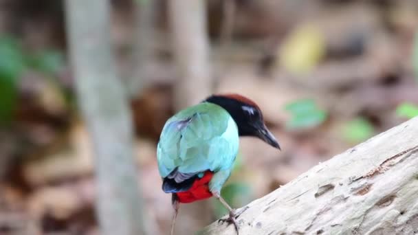 Зеленая Птица Капюшоне Красным Колоколом — стоковое видео
