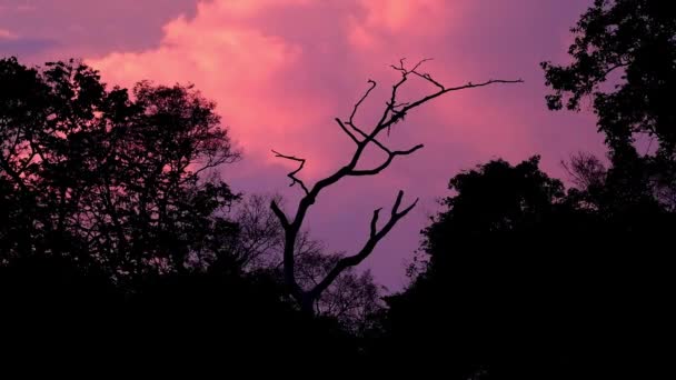 Sunset Moving Clouds Time Lapse Seen Silhouetting Trees Bare Branches — Vídeo de stock