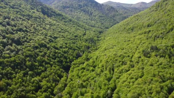 Uma Vista Aérea Deslumbrante Paisagem Verde Com Árvores Densas Nas — Vídeo de Stock