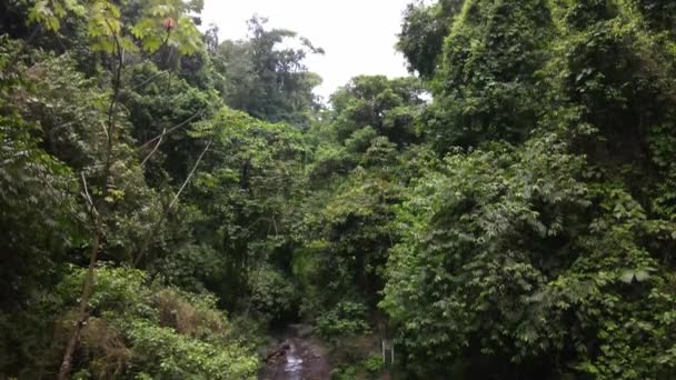 大きな緑の木と狭い小川を持つ森の空中ドローン映像 — ストック動画