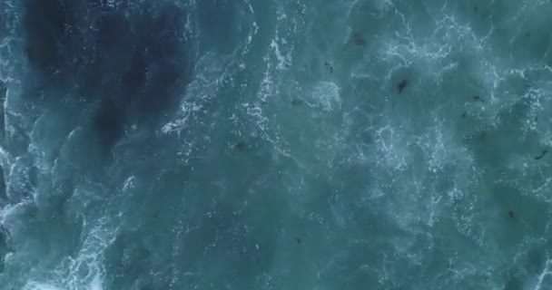Top View Footage Wavy Ocean Plants Floating — Vídeos de Stock