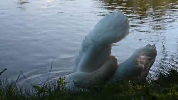 ドイツのハレの湖の近くで羽を掃除する白鳥のクローズアップショット — ストック動画