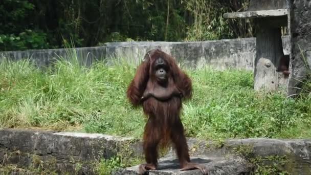 Closeup Sumatran Orangutan Zoo — Vídeo de stock