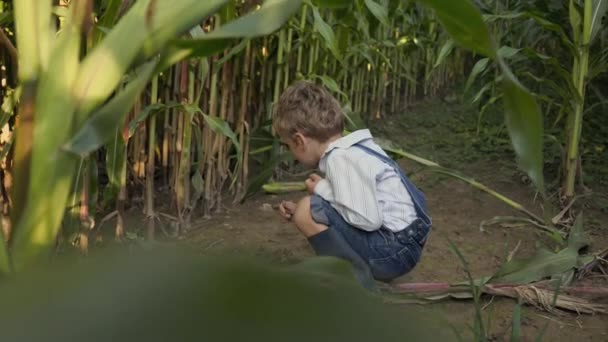 Een Beeldmateriaal Van Een Blanke Kleine Jongen Een Maïsveld Het — Stockvideo