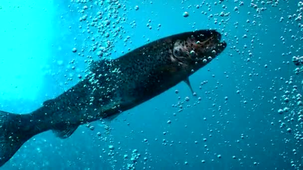Рыба Глубокой Голубой Водой Выстрел 1000 Кадров Секунду — стоковое видео