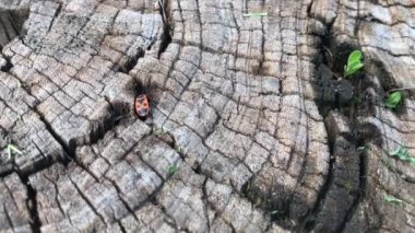 Red beetle running on dry stump