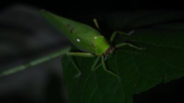 Seen chewing or eating something then move its right foreleg, Katydid, Tettigoniidae, Tropical Insect, Thailand