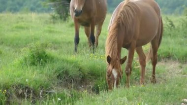 A beautiful view of some horses grazing in the field.