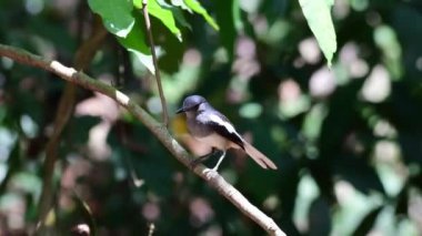 Oriental magpie robin bird feeding chicks