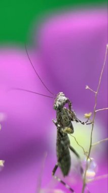 A vertical footage of a praying mantis licking its feet in a natural background