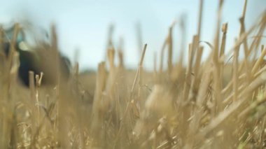 Yüksek çözünürlüklü bir alanın seçici odak noktası