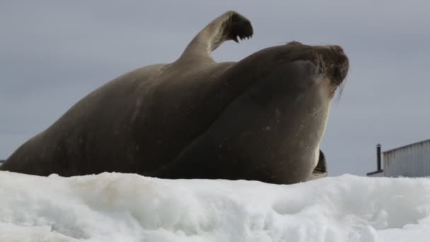一只海狮在南极半岛的乔治王岛上打滚打呵欠 — 图库视频影像