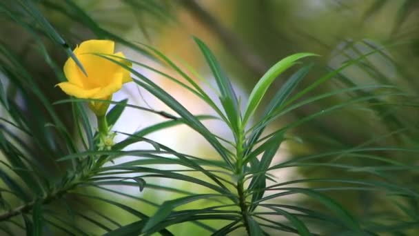 Кадри Жовтих Квіток Oleander Розмитим Фоном Використовується Відеозапису Оглядів Лікарських — стокове відео