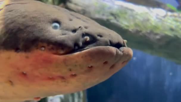 Big Electric Eel Aquarium Head Lose Shot Horizontal Shot — Video Stock