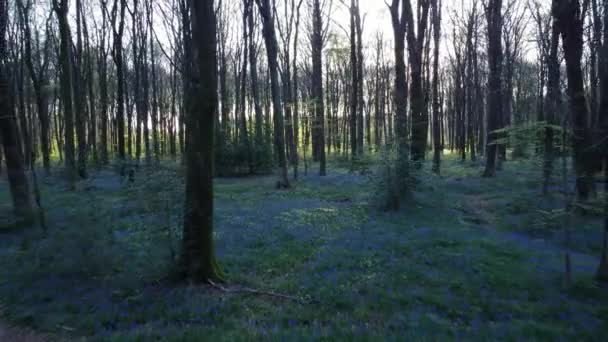 Scenic View Bare Trees Blue Flowers Forest Sunny Day — Vídeo de stock