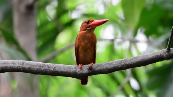 Ruddy Kingfisher Vogel Zittend Een Boom — Stockvideo