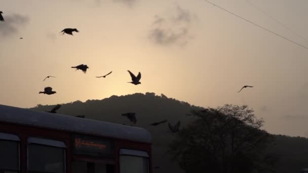 Flock Birds Flying Busy Street Sunset — Stockvideo