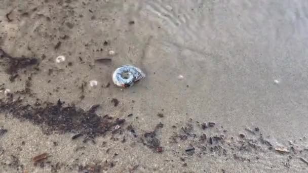 Shell Στην Άμμο Παραλία Του Ποταμού Dnipro Στην Ουκρανία Χειμώνα — Αρχείο Βίντεο