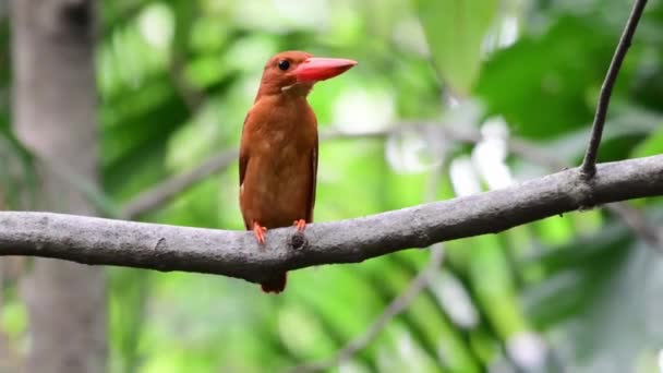 Roter Eisvogel Hockt Einem Baum — Stockvideo