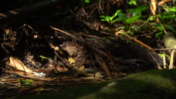 Женщина Прогуливается Лесу Убуд Бали Замедленном Режиме — стоковое видео