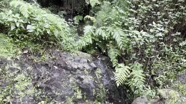 Clean Tropical Green Nature Madeira Water Stones Ferns — Vídeo de Stock