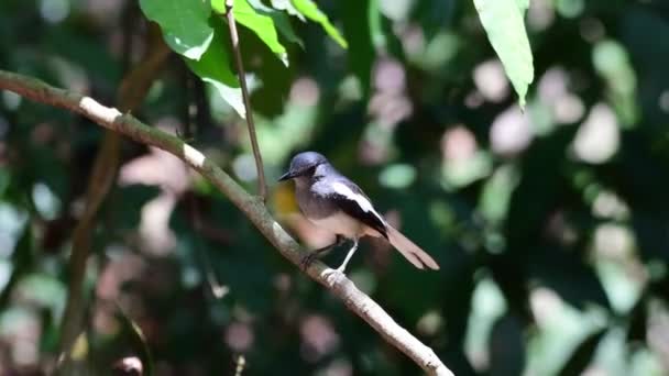 Oriental Magpie Robin Bird Feeding Chicks — Stok video