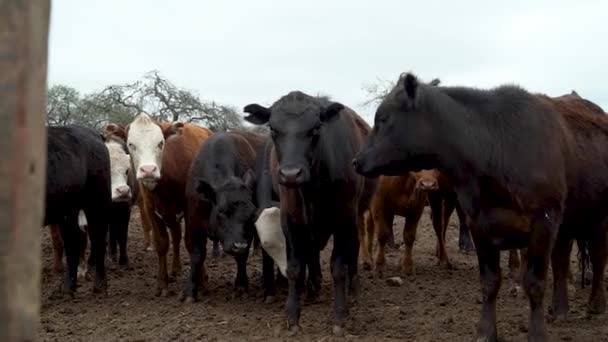 Cows Looking Camera Corral Argentina — Video Stock
