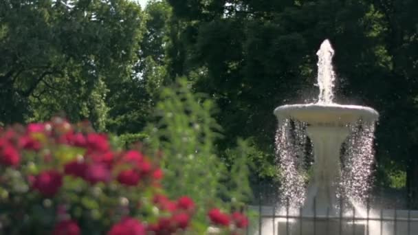 Selective Focus Shot Beautiful Water Fountain Rose Bush Patterson Park — Stok video