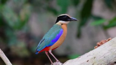 çok renkli mavi kanatlı pitta kuş yemi